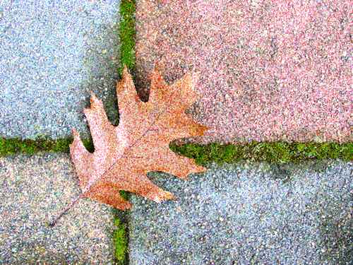 Oak Leaf on Paving Stones